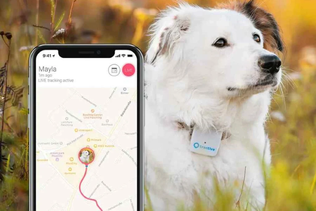Smart pet health and activity tracker electronic device