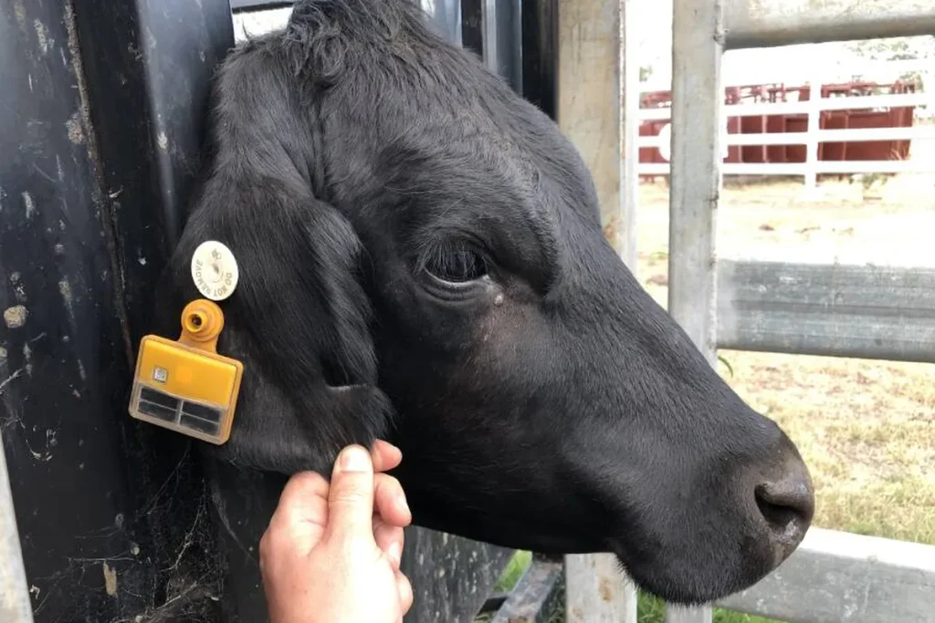 IoT livestock monitoring device